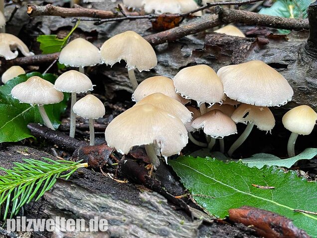 Behangener Faserling, Psathyrella candolleana
