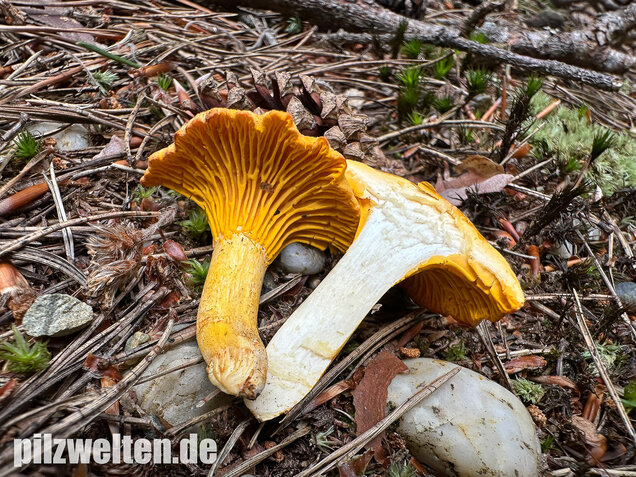 Bereifter Pfifferling, Blasser Nadelwaldpfifferling, Cantharellus subpruinosus