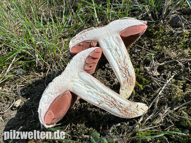 Braunschuppiger Wiesenchampignon, Agaricus moellerianus