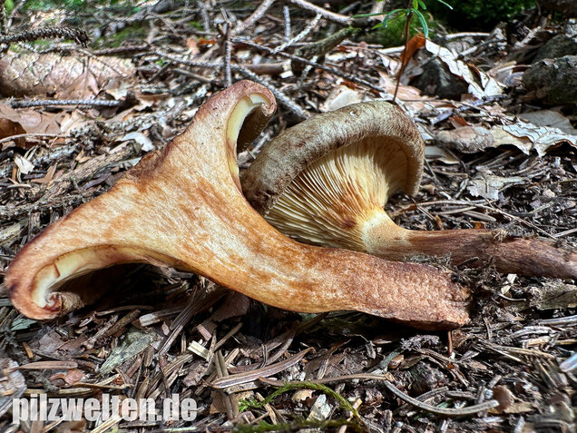Erlenkrempling, Paxillus rubicundulus