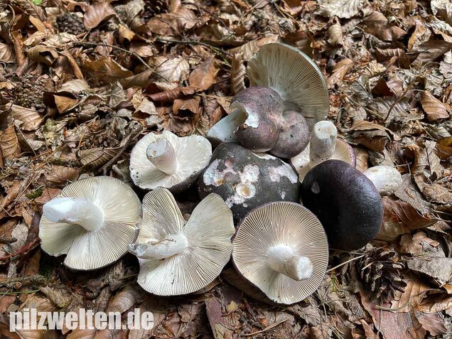 Frauentäubling, Russula cyanoxantha