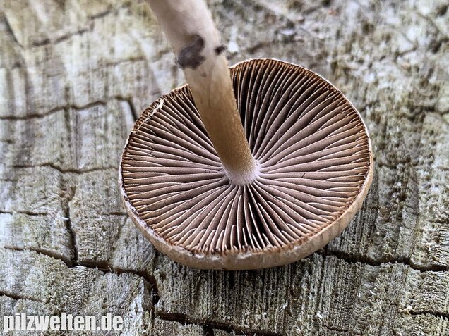 Früher Faserling, Schmalblättriger Faserling, Psathyrella spadiceogrisea