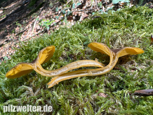 Gelbblättriger Holznabeling, Chrysomphalina chrysophylla