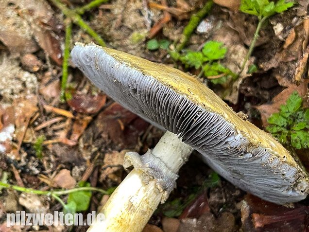 Gelber Riesenträuschling, Stropharia rugosoannulata forma lutea