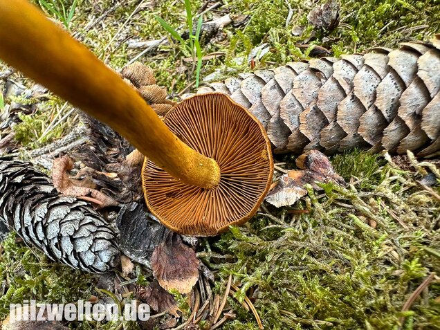 Orangerandiger Hautkopf, Cortinarius malicorius