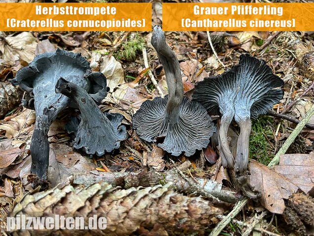 Grauer Pfifferling, Craterellus cinereus