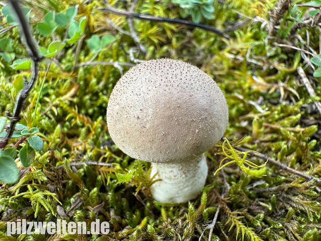 Grauer Stäubling, Trockenrasenstäubling, Lycoperdiscus lividus