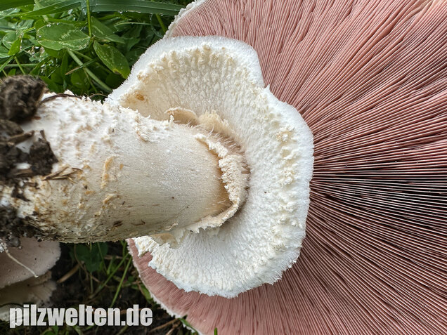 Großsporiger Riesenchampignon, Agaricus urinascens