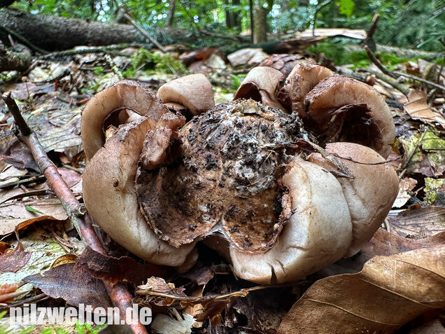 Halskrausen-Erdstern, Geastrum michelianum