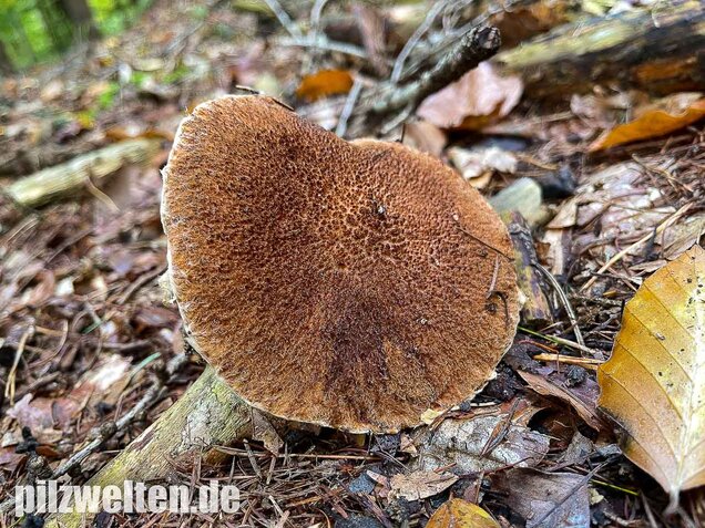 Hohlfußröhrling, Suillus cavipes