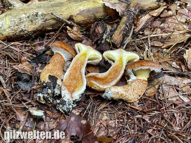 Hohlfußröhrling, Suillus cavipes