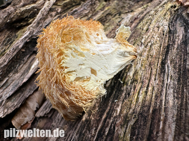 Igelstachelbart, Lion's mane Mushroom, Hericium erinaceus