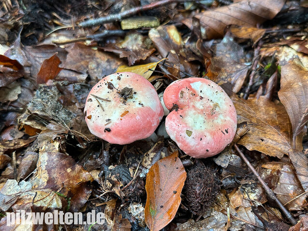 Kleiner Rosatäubling, Russula minutula