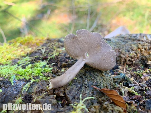Langstielige Becherlorchel, Helvella macropus