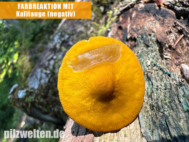 Löwengelber Dachpilz, Pluteus leoninus