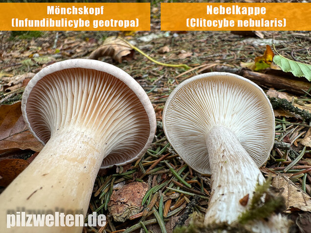Mönchskopf, Infundibulicybe geotropa
