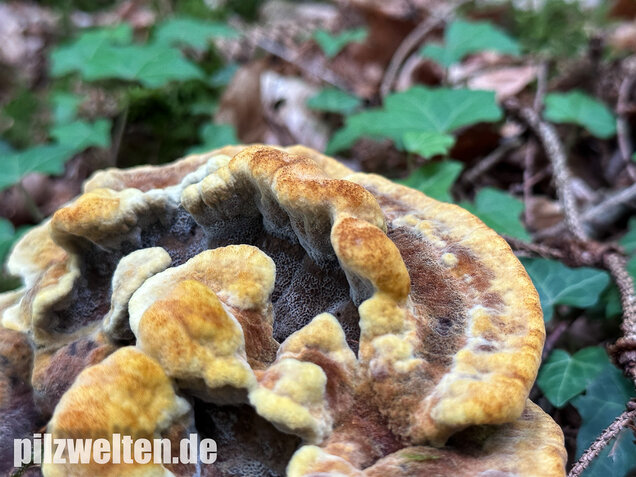 Nadelholzbraunporling, Phaeolus schweinitzii