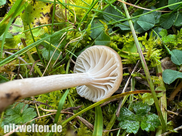 Ockerblasser Jungfernellerling, Cuphophyllus ochraceopallidus
