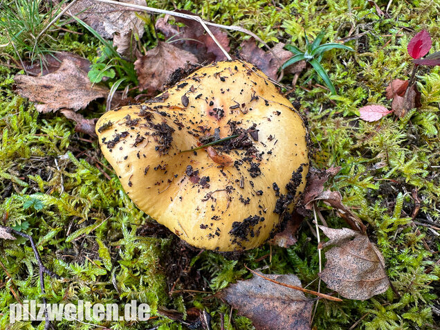 Ockergelber Täubling, Zitronentäubling, Russula ochroleuca
