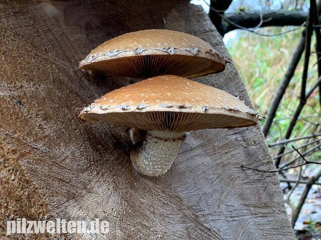 Pappelschüppling, Pholiota populnea