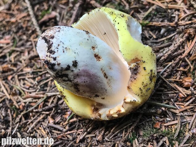 Violettstieliger Pfirsichtäubling, Russula violeipes