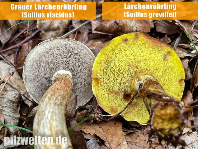 Grauer Lärchenröhrling, Suillus viscidus