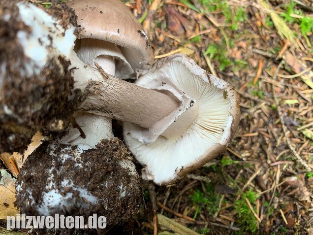 Porphyrbrauner Wulstling, Amanita porphyria