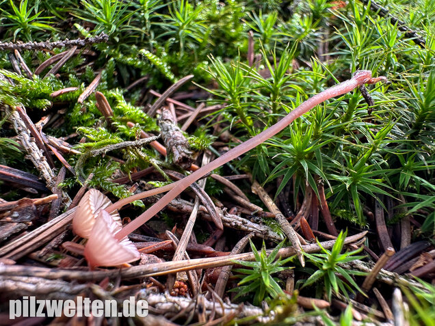 Purpurschneidiger Bluthelmling, Kleiner Bluthelmling, Mycena sanguinolenta