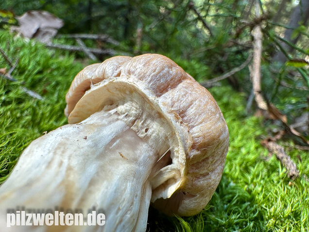 Reifpilz, Cortinarius caperatus