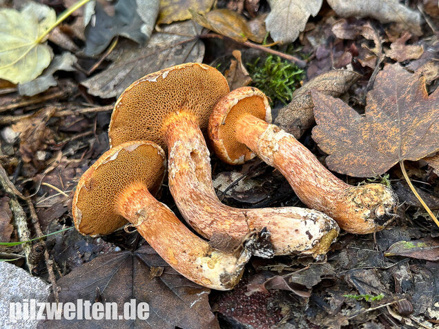 Rostroter Lärchenröhrling, Suillus tridentinus