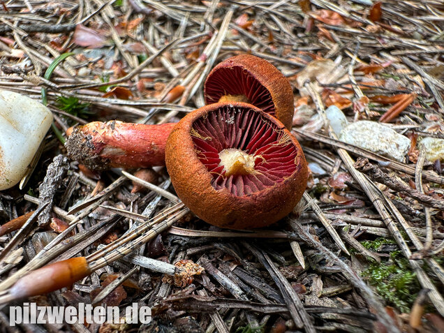 Rotgenatterter Hautkopf, Purpurbrauner Hautkopf, Cortinarius purpureus