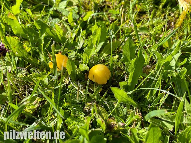 Safrangelber Saftling, Hygrocybe acutoconica