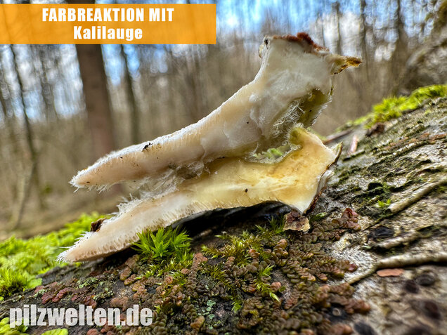 Samtige Tramete, Trametes pubescens