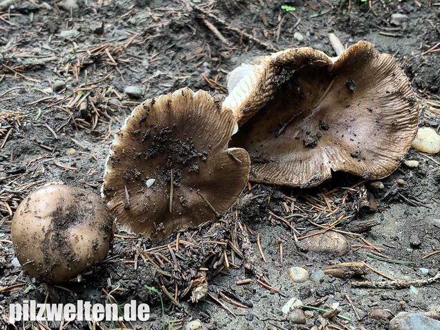 Scharfer Glanztäubling, Russula firmula