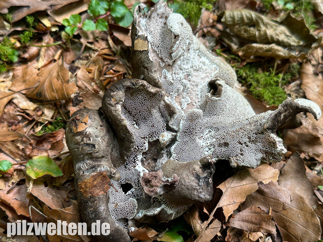 Schwarzweißer Rußporling, Boletopsis leucomelaena