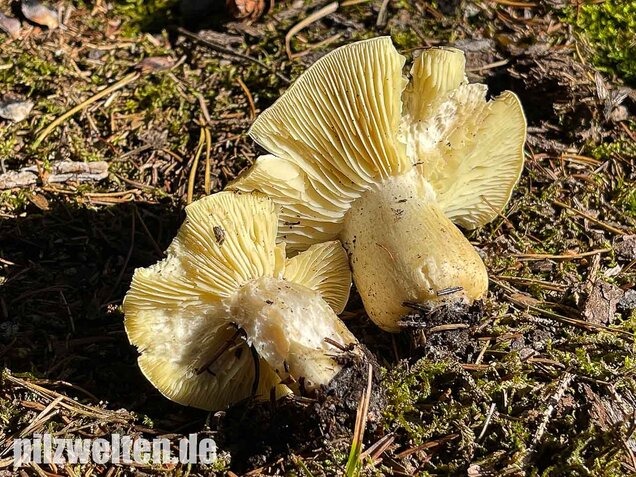 Seifenritterling, Tricholoma saponaceum