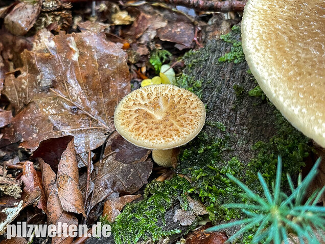 Sklerotienporling, Polyporus tuberaster