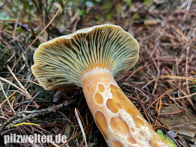 Spangrüner Kiefernreizker, Lactarius semisanguifluus