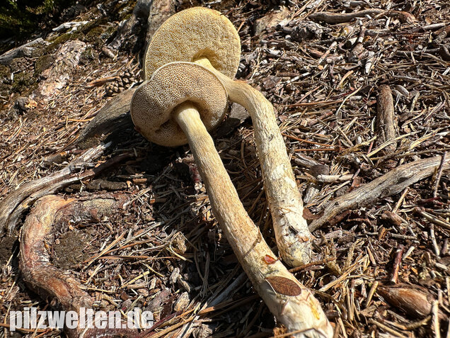 Weißer Birkenpilz, Leccinum holopus