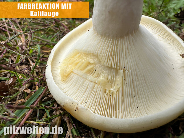 Blasser Zonenmilchling, Scharfer Pappelmilchling, Lactarius evosmus