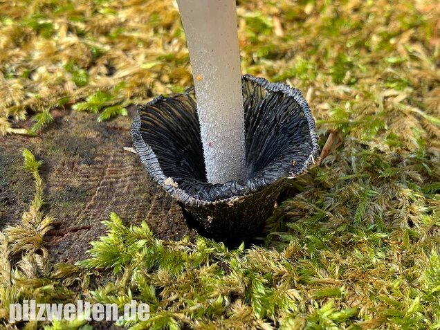 Wollstieliger Dungtintling, Coprinopsis cinerea