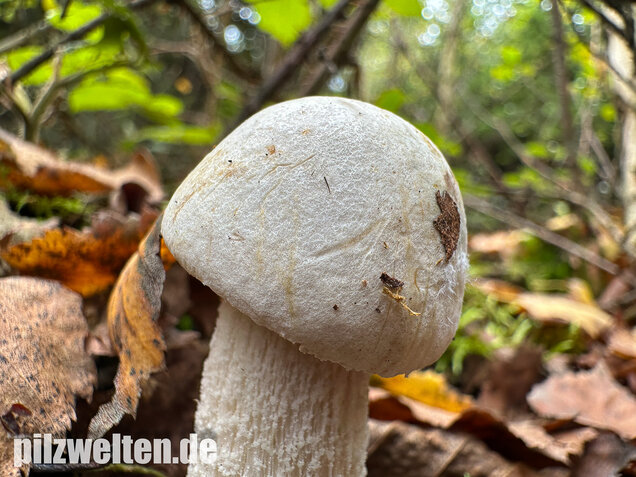 Wollstieliger Raufußröhrling (weiße Form), Leccinum cyaneobasileucum