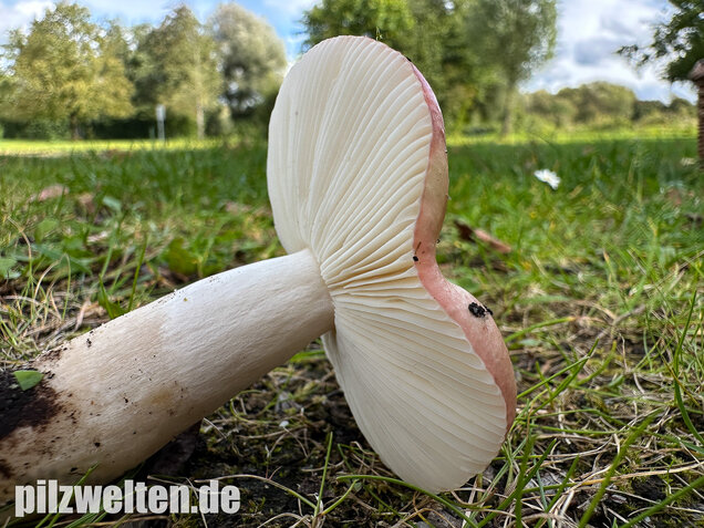 Ausblassender Birkentäubling, Verblassender Täubling, Russula exalbicans