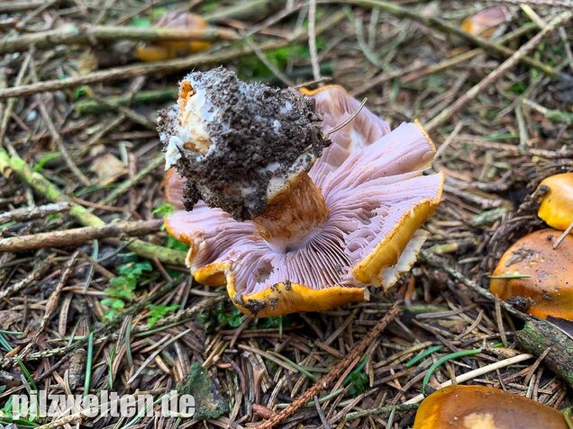 Blaublättriger Klumpfuß, Cortinarius callochrous