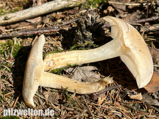 Bleiweißer Trichterling, Fichtentrichterling, Clitocybe phyllophila