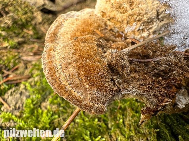 Braune Borstentramete, Braune Auentramete, Coriolopsis gallica