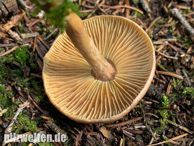 Brennender Rübling, Gymnopus peronatus