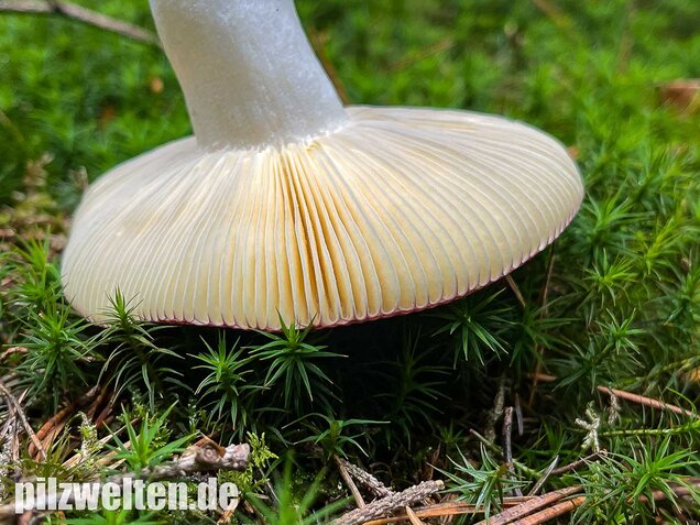 Buckeltäubling, Russula caerulea