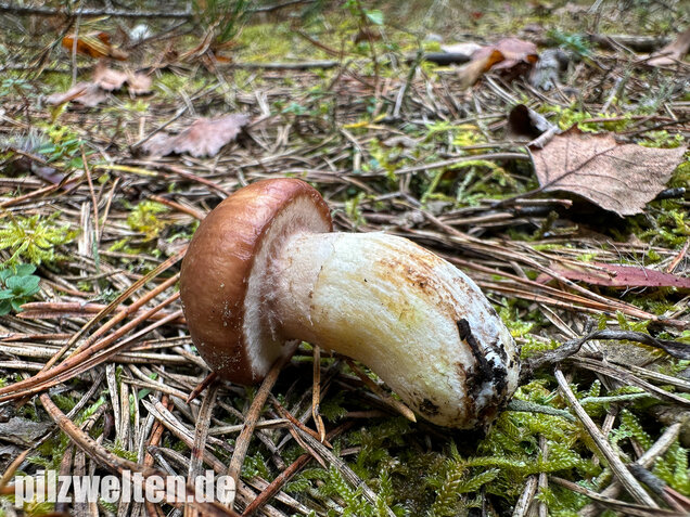Butterpilz, Butterröhrling, Suillus luteus