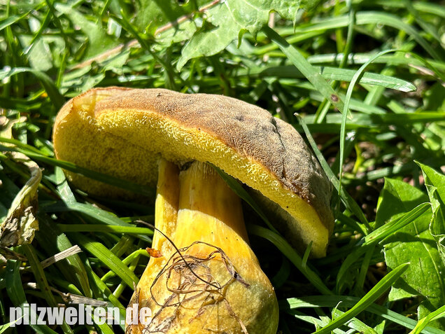 Eichenfilzröhrling, Hortiboletus engelii
